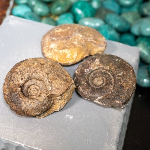 Medium Raw Morrocan Ammonite
