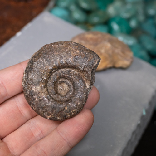 Medium Raw Morrocan Ammonite