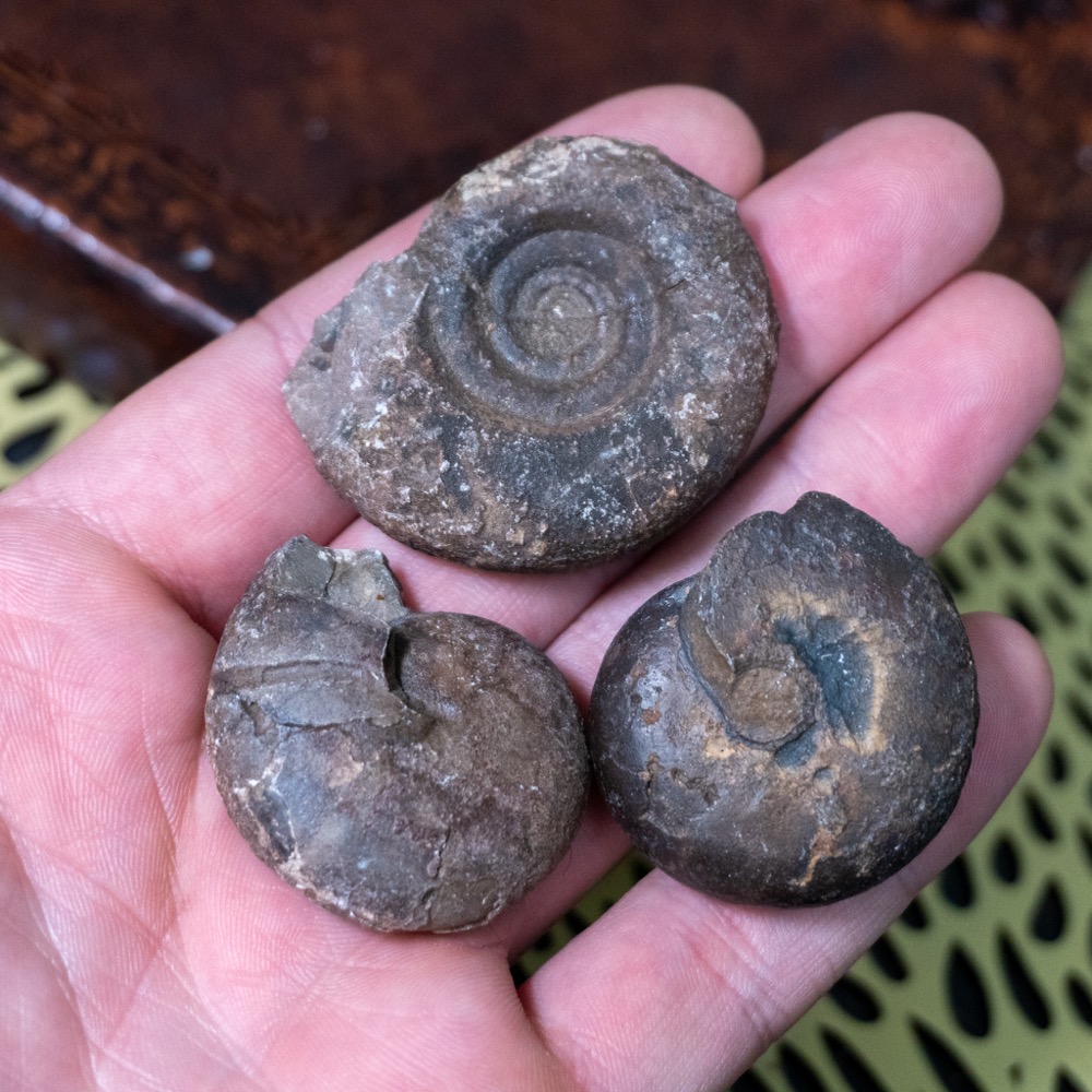 Small Raw Morrocan Ammonite