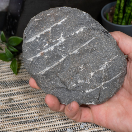 Trilobyte Fossil in Matrix #2