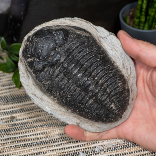 Trilobyte Fossil in Matrix #2