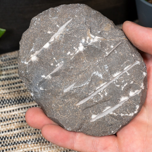 Trilobyte Fossil in Matrix #1