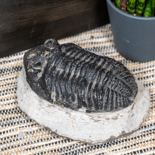 Trilobyte Fossil in Matrix #1