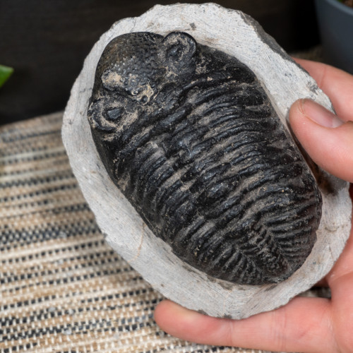 Trilobyte Fossil in Matrix #1